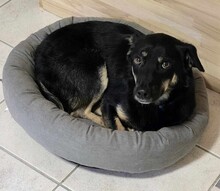 OXANA, Hund, Mischlingshund in Aurich - Bild 1