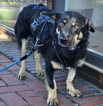 OXANA, Hund, Mischlingshund in Aurich - Bild 10