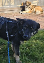 OXANA, Hund, Mischlingshund in Aurich - Bild 11