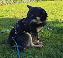OXANA, Hund, Mischlingshund in Aurich - Bild 12