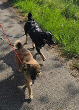 OXANA, Hund, Mischlingshund in Aurich - Bild 13