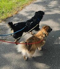 OXANA, Hund, Mischlingshund in Aurich - Bild 14