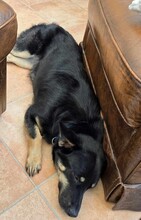 OXANA, Hund, Mischlingshund in Aurich - Bild 2