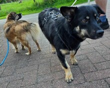 OXANA, Hund, Mischlingshund in Aurich - Bild 3