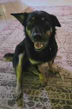 OXANA, Hund, Mischlingshund in Aurich - Bild 4