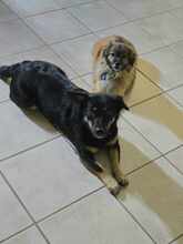 OXANA, Hund, Mischlingshund in Aurich - Bild 5