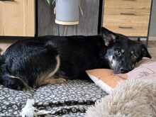 OXANA, Hund, Mischlingshund in Aurich - Bild 6