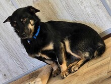 OXANA, Hund, Mischlingshund in Aurich - Bild 7
