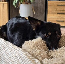OXANA, Hund, Mischlingshund in Aurich - Bild 8