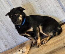 OXANA, Hund, Mischlingshund in Aurich - Bild 9