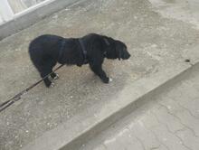 POLLY, Hund, Mischlingshund in Rumänien - Bild 11