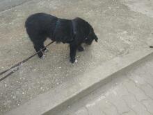 POLLY, Hund, Mischlingshund in Rumänien - Bild 12