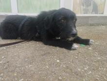 POLLY, Hund, Mischlingshund in Rumänien - Bild 13
