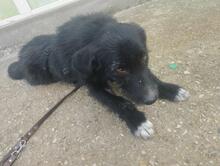POLLY, Hund, Mischlingshund in Rumänien - Bild 15