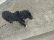 POLLY, Hund, Mischlingshund in Rumänien - Bild 16