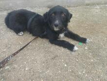 POLLY, Hund, Mischlingshund in Rumänien - Bild 3