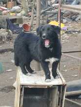 POLLY, Hund, Mischlingshund in Rumänien - Bild 4