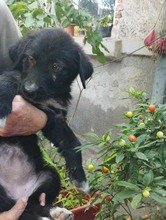 POLLY, Hund, Mischlingshund in Rumänien - Bild 5