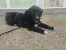 POLLY, Hund, Mischlingshund in Rumänien - Bild 6