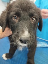 POLLY, Hund, Mischlingshund in Rumänien - Bild 7