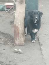POLLY, Hund, Mischlingshund in Rumänien - Bild 8