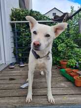 BLANKA, Hund, Mischlingshund in Hüttenberg - Bild 1