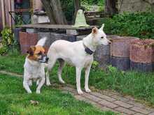 BLANKA, Hund, Mischlingshund in Hüttenberg - Bild 3
