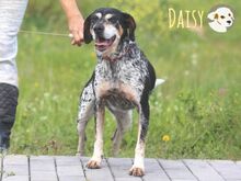 DAISY, Hund, Jagdhund-Mix in Portugal - Bild 1