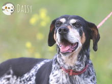 DAISY, Hund, Jagdhund-Mix in Portugal - Bild 2