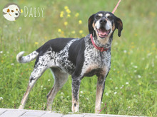DAISY, Hund, Jagdhund-Mix in Portugal - Bild 3