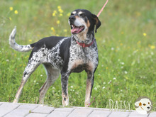 DAISY, Hund, Jagdhund-Mix in Portugal - Bild 4
