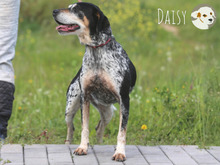 DAISY, Hund, Jagdhund-Mix in Portugal - Bild 5