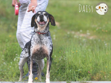 DAISY, Hund, Jagdhund-Mix in Portugal - Bild 6