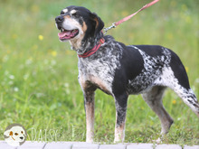 DAISY, Hund, Jagdhund-Mix in Portugal - Bild 7