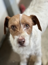 ACHILLE, Hund, Mischlingshund in Italien - Bild 1