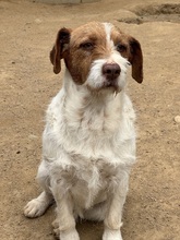ACHILLE, Hund, Mischlingshund in Italien - Bild 2