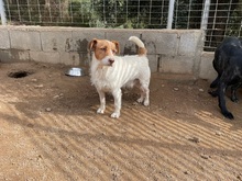 ACHILLE, Hund, Mischlingshund in Italien - Bild 3