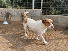 ACHILLE, Hund, Mischlingshund in Italien - Bild 4
