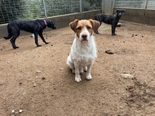ACHILLE, Hund, Mischlingshund in Italien - Bild 5