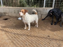 ACHILLE, Hund, Mischlingshund in Italien - Bild 6