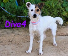 DIVA4, Hund, Mischlingshund in Spanien - Bild 1