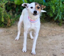DIVA4, Hund, Mischlingshund in Spanien - Bild 2