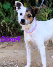 DIVA4, Hund, Mischlingshund in Spanien - Bild 4
