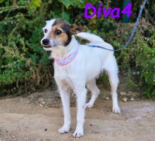 DIVA4, Hund, Mischlingshund in Spanien - Bild 5