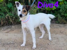 DIVA4, Hund, Mischlingshund in Spanien - Bild 6