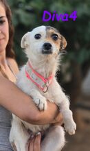 DIVA4, Hund, Mischlingshund in Spanien - Bild 7