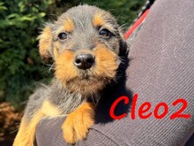 CLEO2, Hund, Mischlingshund in Griechenland
