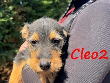 CLEO2, Hund, Mischlingshund in Griechenland - Bild 3