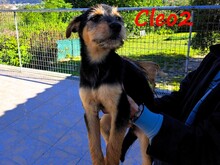 CLEO2, Hund, Mischlingshund in Griechenland - Bild 4