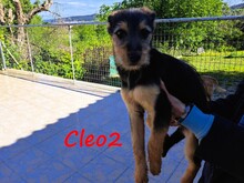 CLEO2, Hund, Mischlingshund in Griechenland - Bild 5